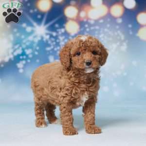 Suzy, Mini Goldendoodle Puppy